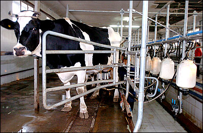 Milk industry sanitary manufacturing